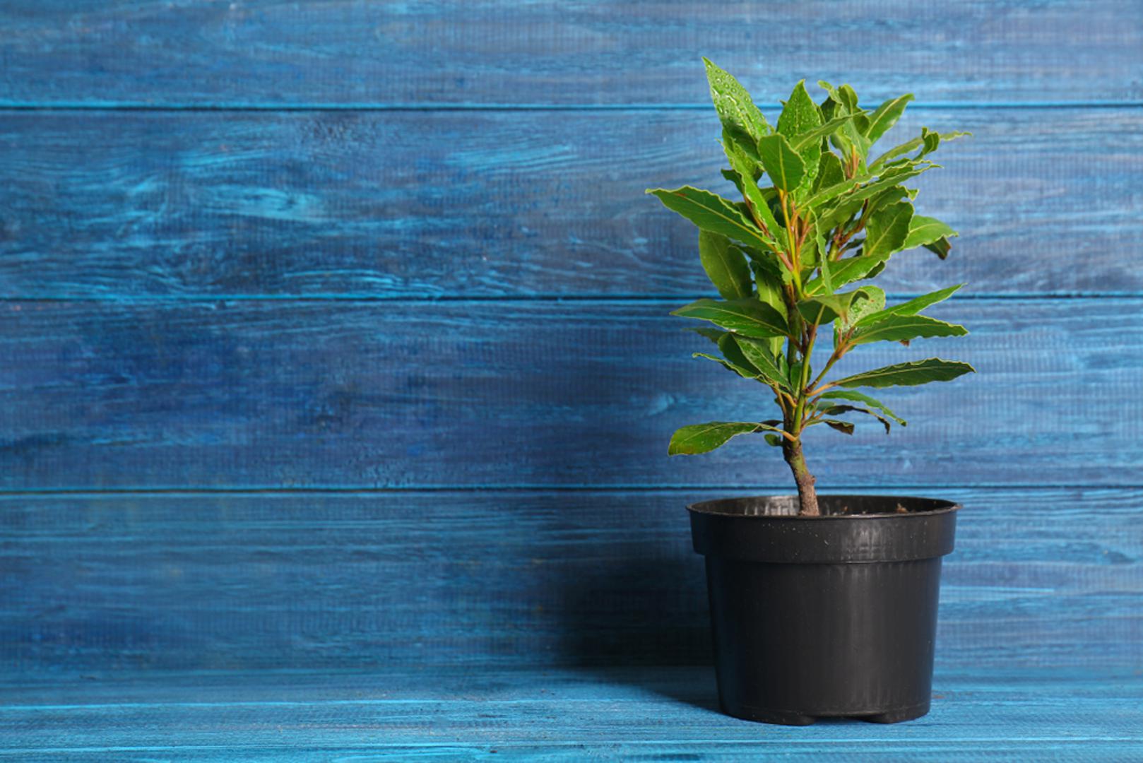 Lovor: Od davnih vremena povezan s pobjedom i slavom. Lovorov vijenac bio je simbol uspjeha u staroj Grčkoj, a i danas se vjeruje da držanje lovora u kući privlači sreću i mudrost. Osim toga, listovi lovora tradicionalno se koriste i za pročišćavanje prostora.