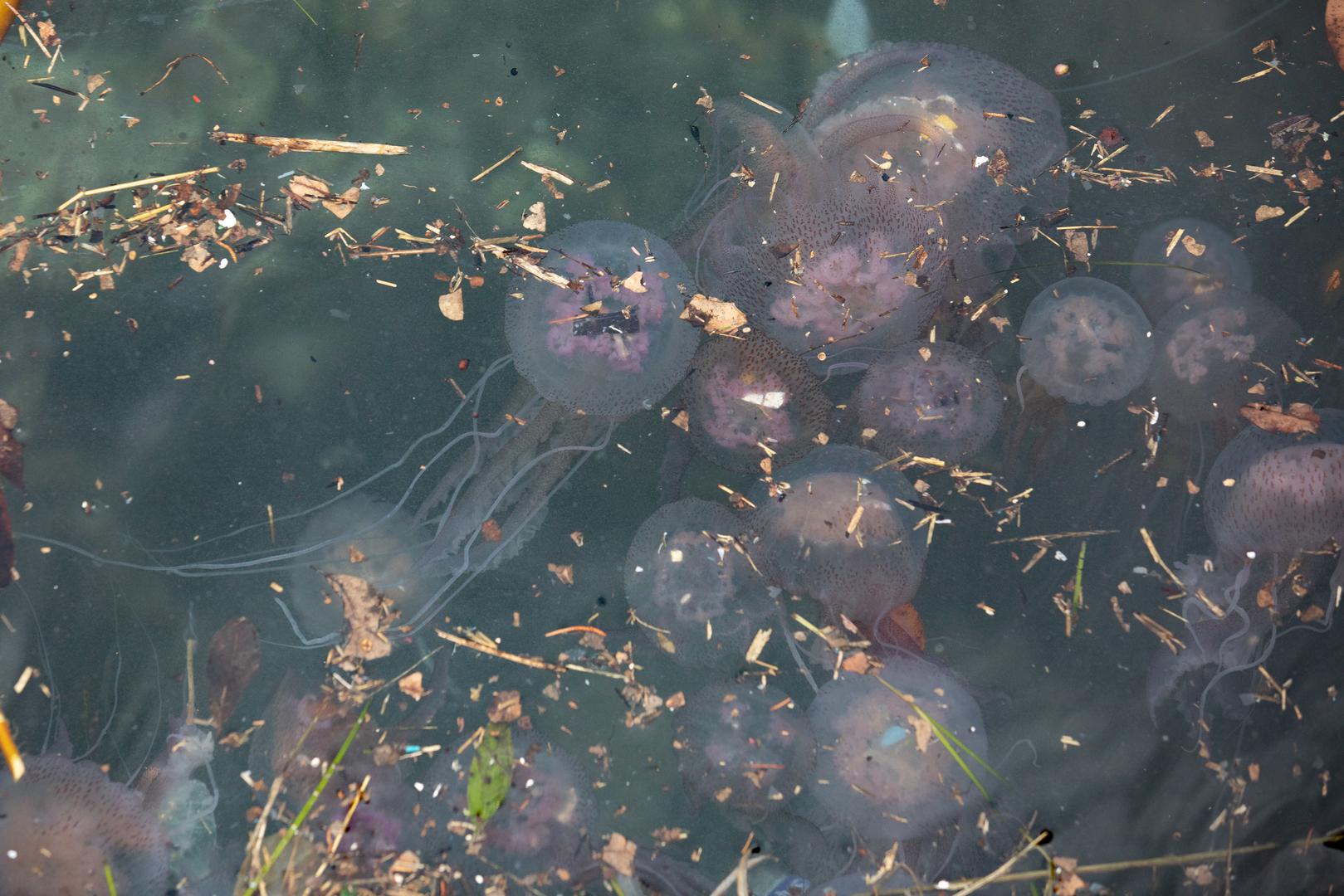 Meduze posjeduju dugačke lovke s posebnim žarnim stanicama koje proizvode otrovnu tvar. Pri dodiru, ove stanice izbacuju žarnu nit nalik harpunu, koja probija tkivo i unosi otrov. Posljedice otrova uključuju intenzivnu bol sličnu opeklini, crvenilo i osip na koži, oticanje te formiranje mjehurića.