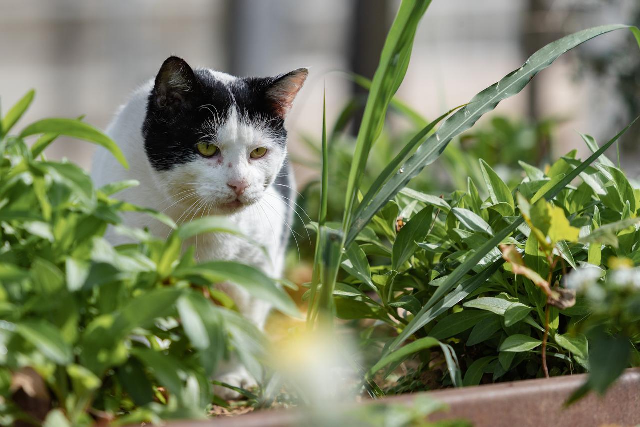 Nedjeljno prijepodne u Zadru