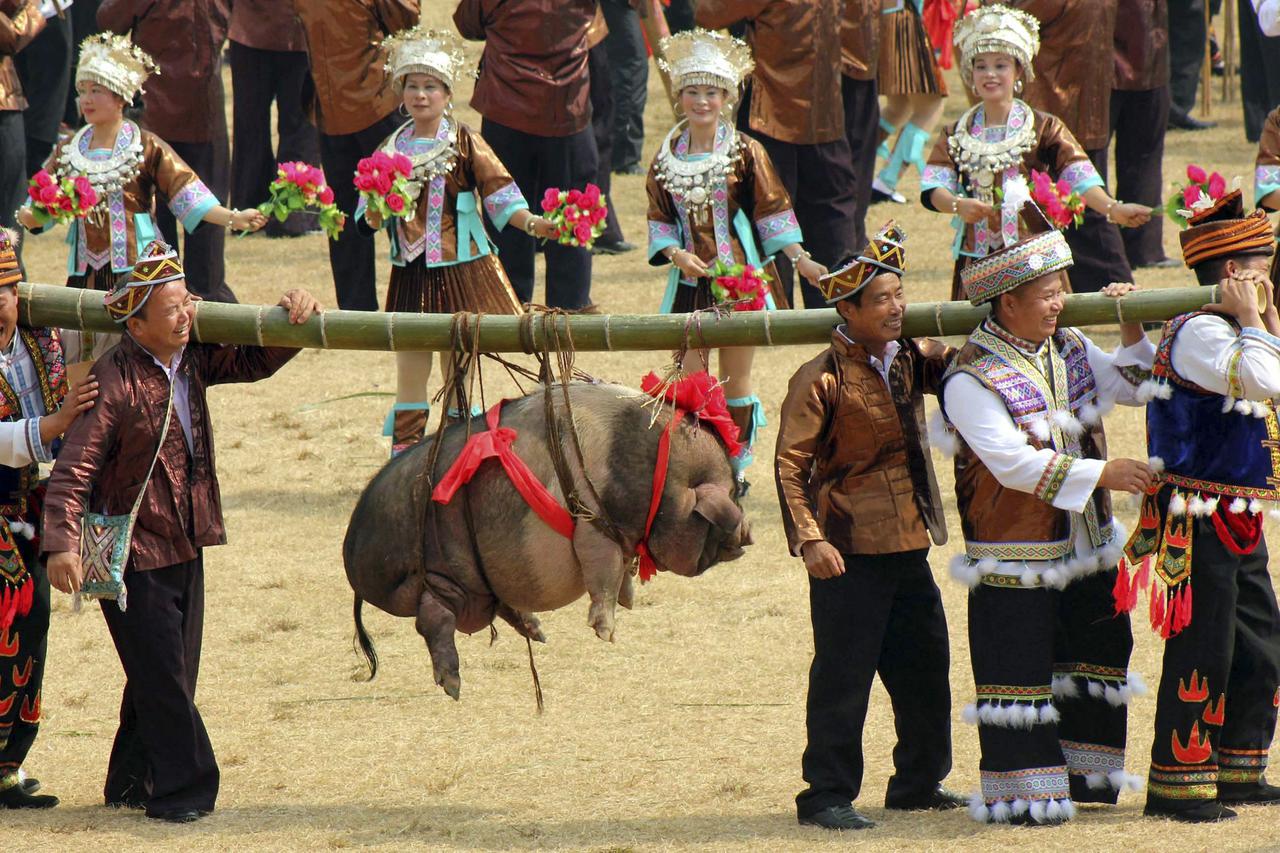 svinja,svinjogojstvo