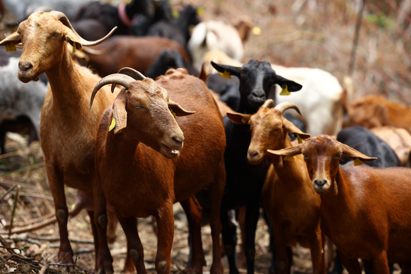 Potražnja za "kozjim vatrogascima" raste jer obavljaju posao koji je za ljude i strojeve opasan, spor i skup.

