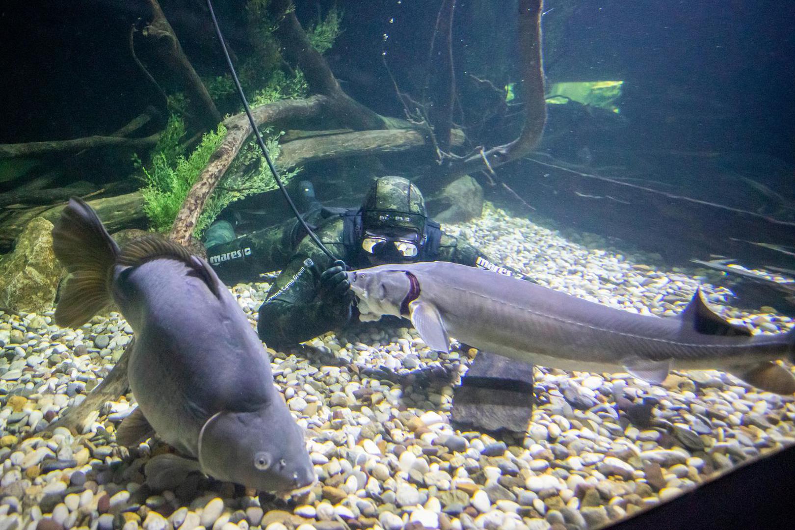 14.11.2023., Karlovac - Marin Jarnjak ronioc je u Slatkovodnom akvariju - Aquatika gdje svakog tjedna uranja u akvarije koje cisti i odrzava. Tijekom ciscenja Marin se igra sa ribama, posebice jesetrama koje su drustvene i vole mu jesti iz ruke. Photo: Kristina Stedul Fabac/PIXSELL