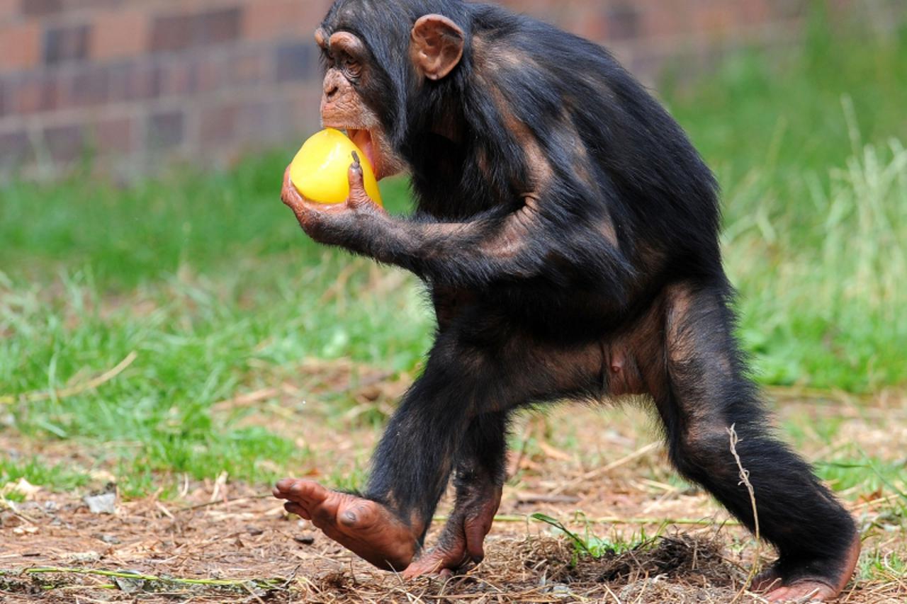 čimpanza, zoo, Chester