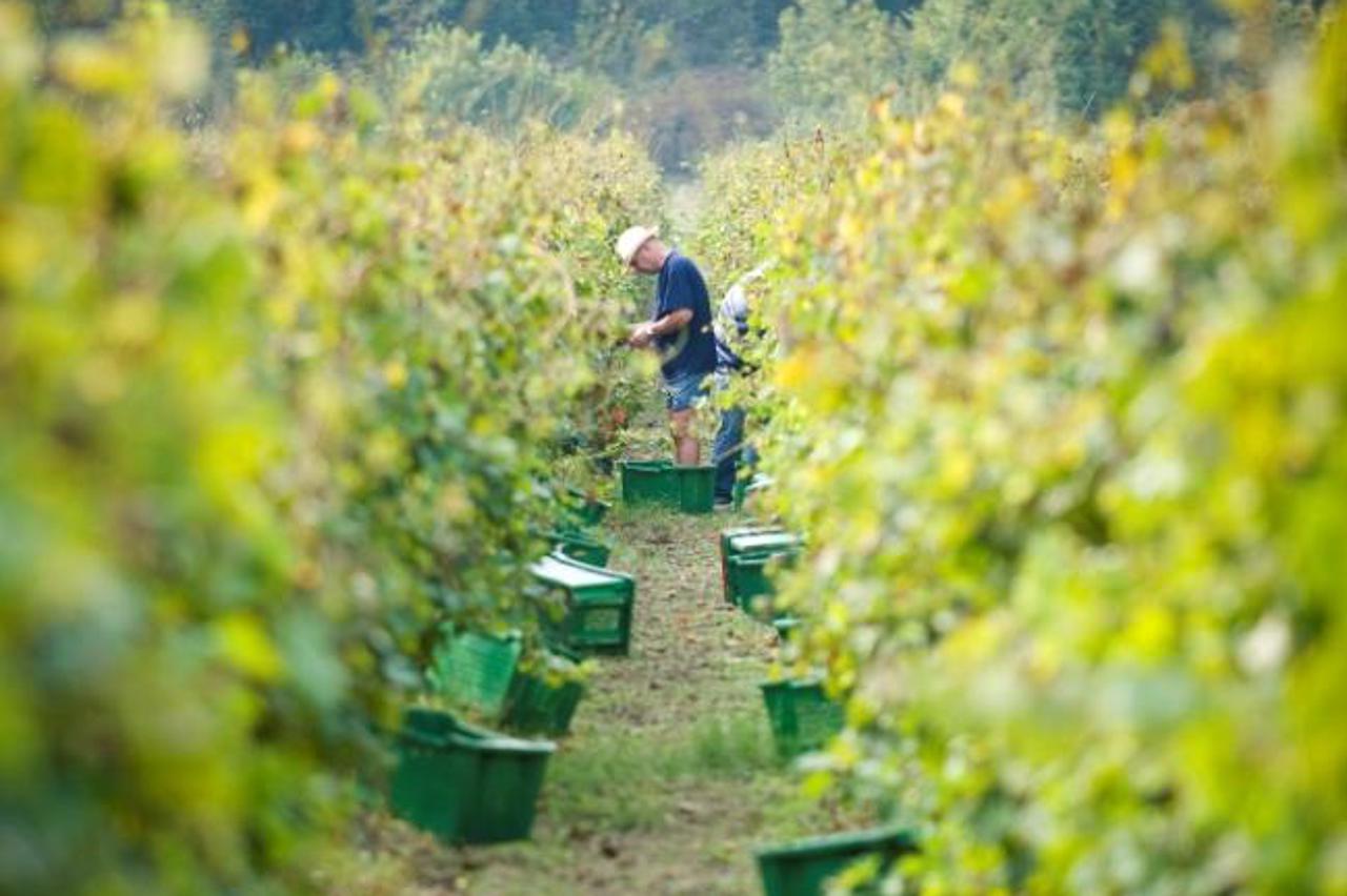 Dubrovački vinogradi