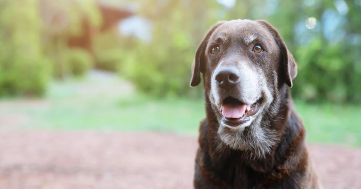 Veterinari upozoravaju na promjene koje zaslužuju više pažnje: Ovo je 7 znakova da vaš pas stari