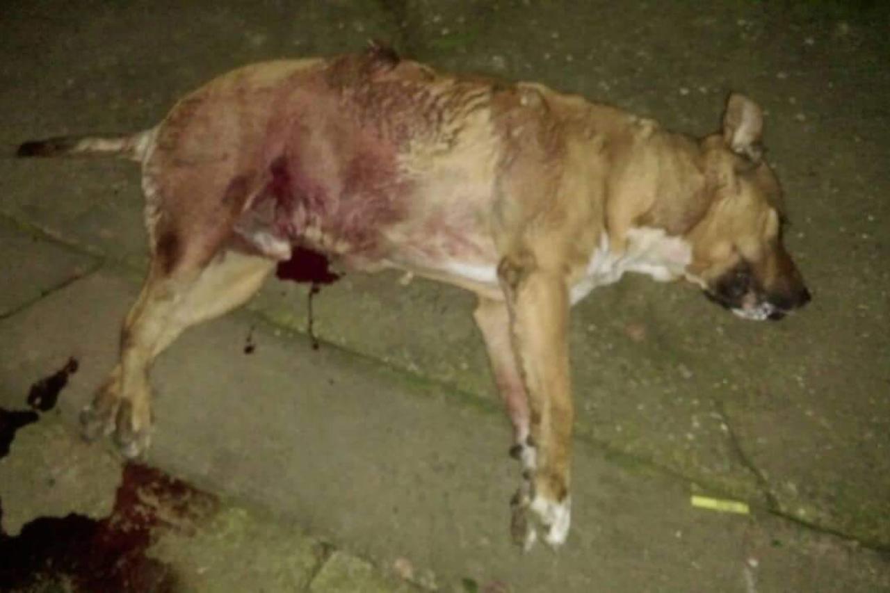 U PU vukovarsko-srijemskoj kažu da je policajac opravdano pucao iz pištolja jer je Pejakovićev pas napao policajčeva psa i policajca