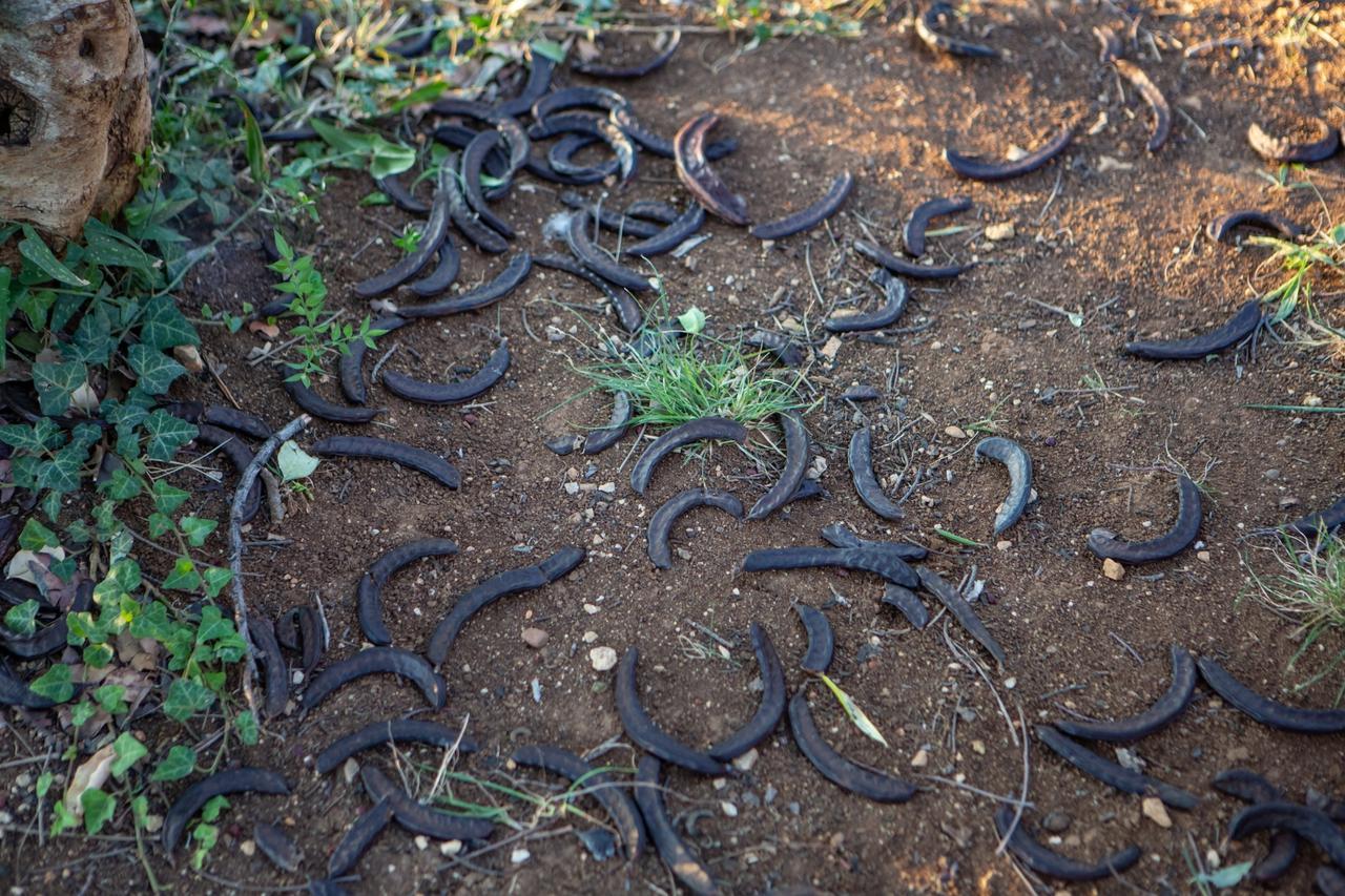 Stablo i plodovi rogača