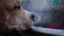 Your dog refuses to do its business in the rain? Here's why it happens and how you can help