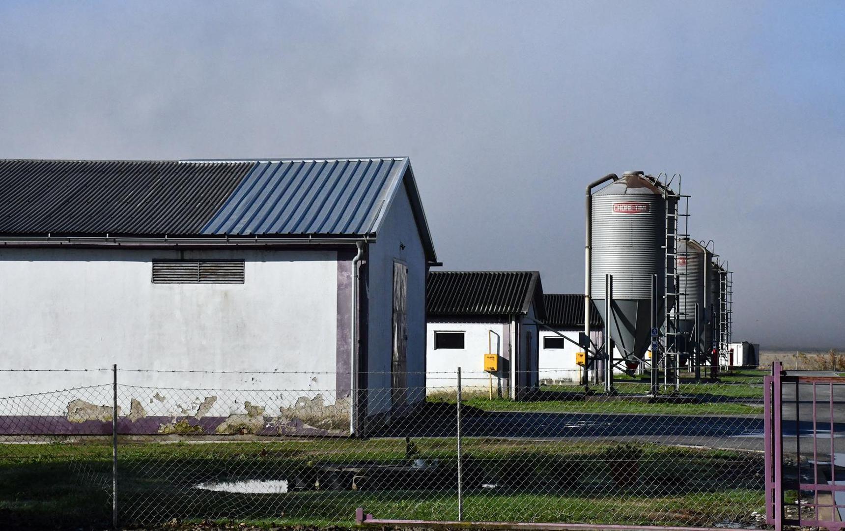 16.11.2023., Slavonski Kobas - Vindonova farma purana u blizini Oriovca na kojoj je otkrivena pticja gripa. Photo: Ivica Galovic/PIXSELL