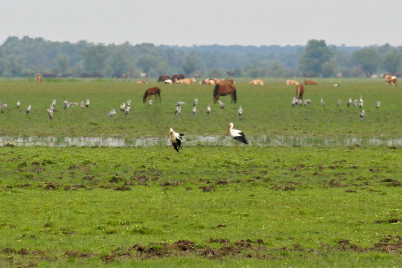Park prirode Lonjsko polje