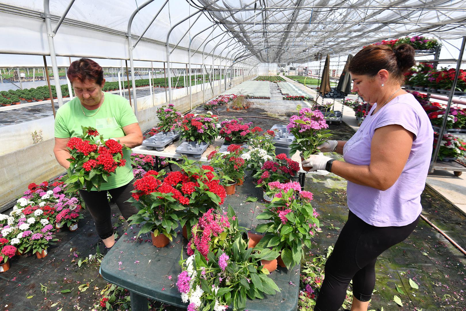 U srpnju i kolovozu sade krizanteme, multiflore, špine, margarete, maćuhice,
a počinje i sadnja božićnih zvijezdi. Od rujna počinje prodaja multiflora...