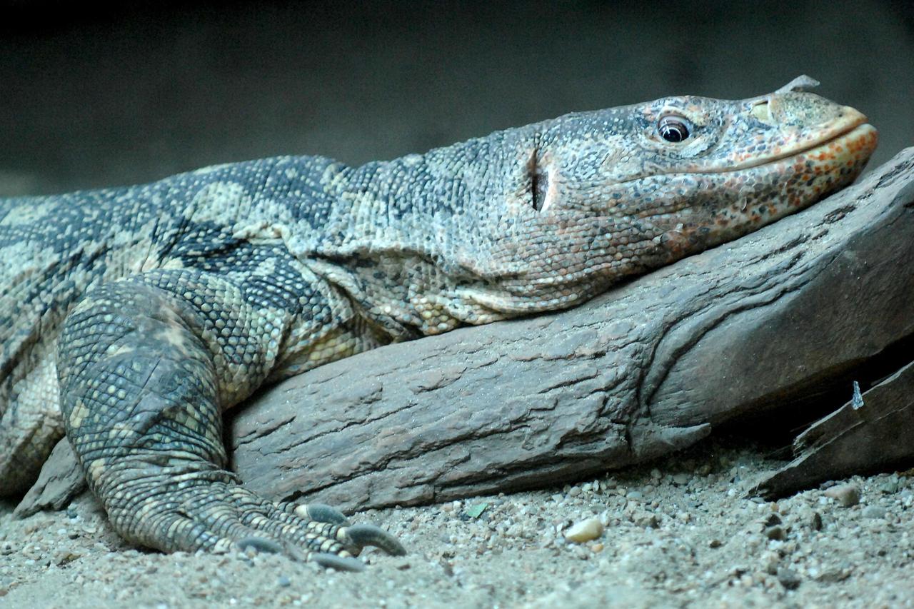 komodski varan