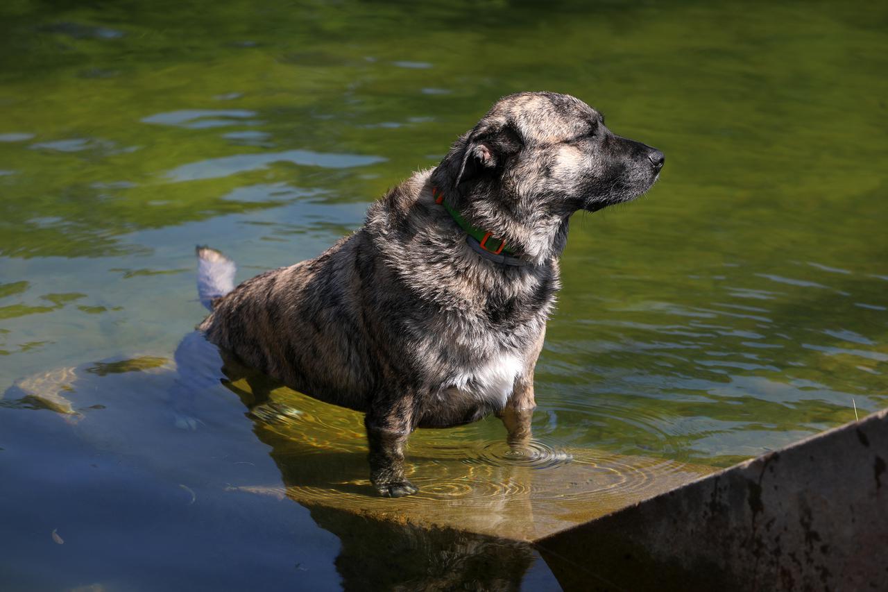 Karlovac: Osvježenje od vrućina u rijeci Korani nađu i psi koje vlasnici dovode na kupanje