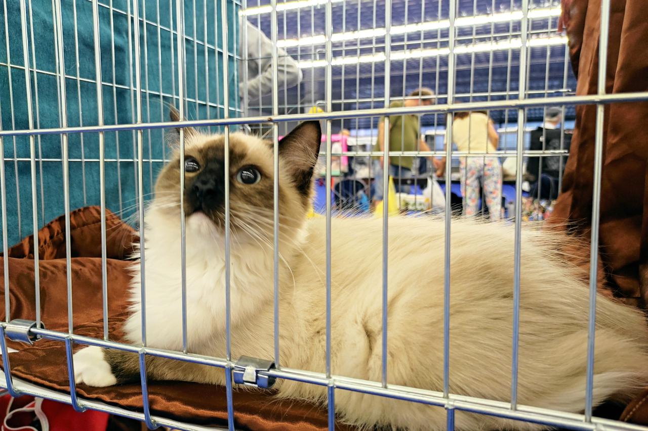 Međunarodna izložba mačaka na Velesajmu