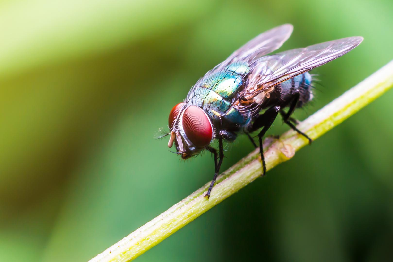Muhe "zujalice" koje lete u krug iznad naših glava mogu biti vrlo iritantne. Osim toga, njihovo prisustvo u našem domu može biti i prijetnja zdravlju s obzirom na to da muha može nositi oko milijun bakterija na svojim nožicama prekrivenim sićušnim dlakama.

