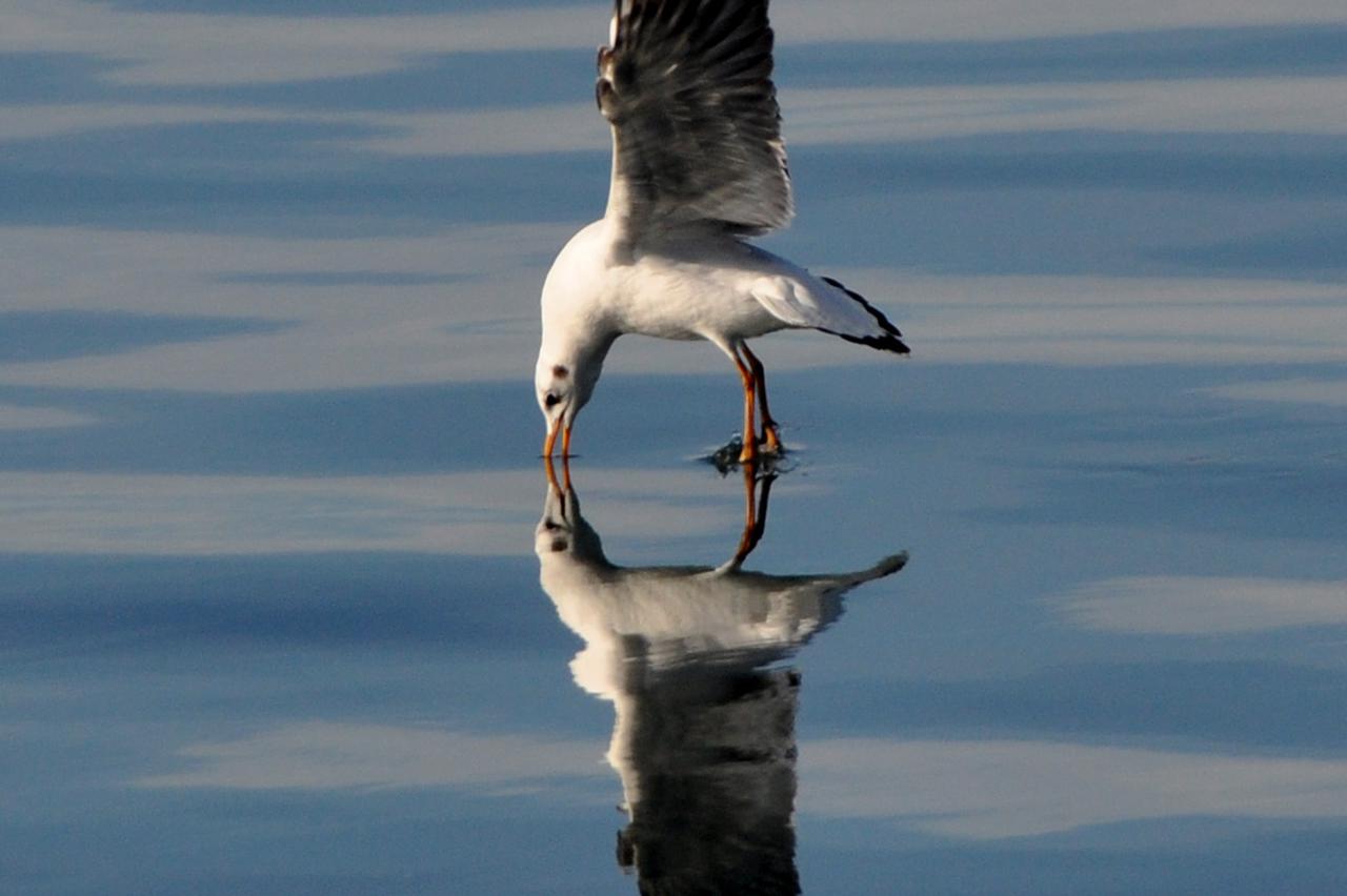 Pula: ?igra u lovu na male ribice