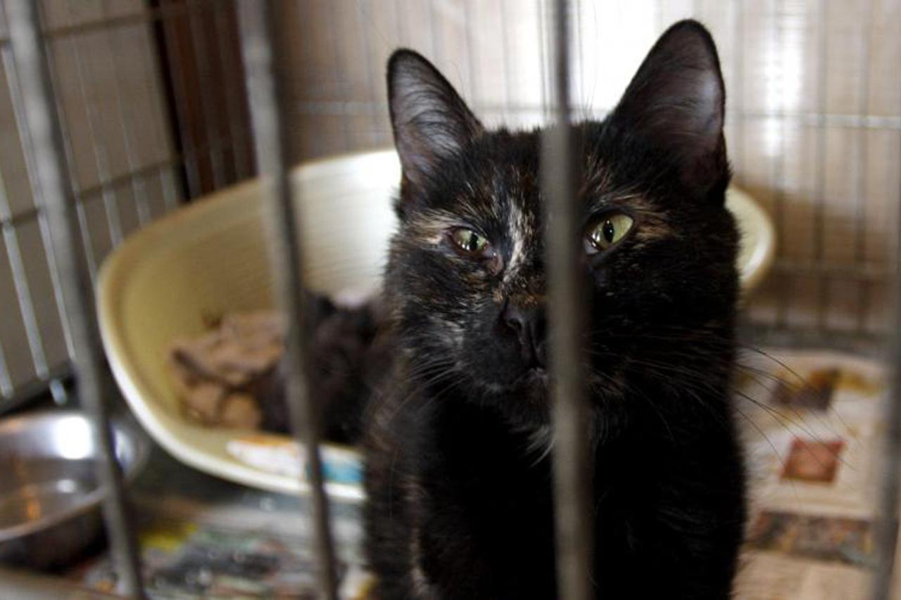 noina arka,životinje,mačke (1)