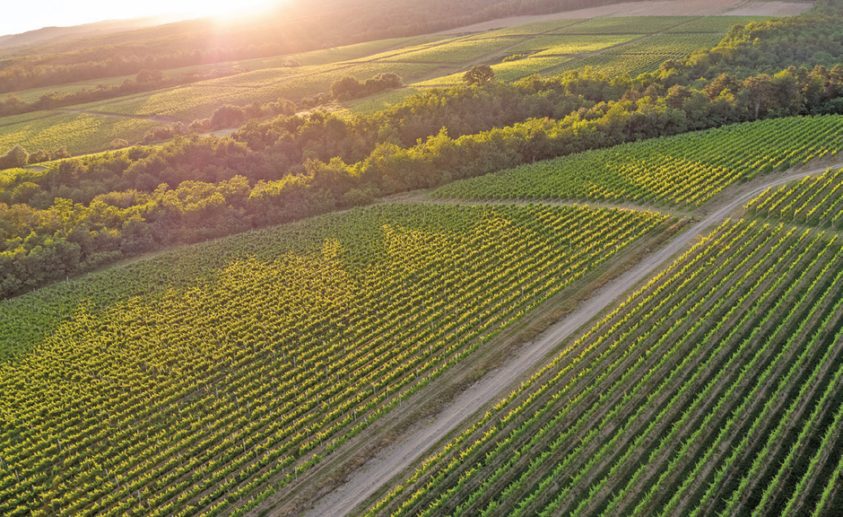 Vinarija KUTJEVO d.d.