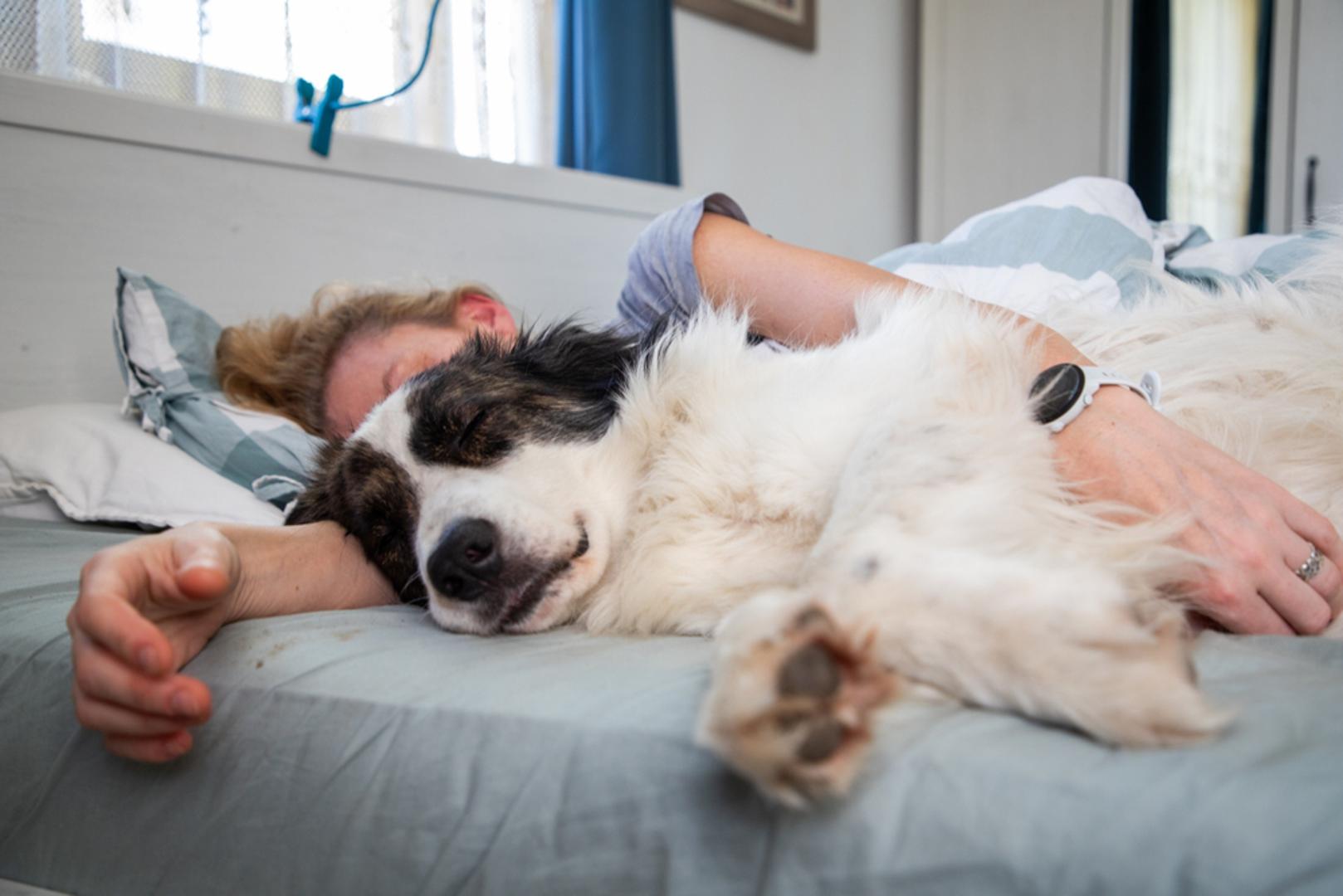 Mazilica: Neki psi najradije spavaju sasvim priljubljeni uz vlasnika, drugog psa ili čak mačku, kao da im je bliskost važnija od svega. Takvi ljubimci obično obožavaju društvo, vole kontakt i često ih opisuju kao pse koji se lijepe za svoje ljude poput čička. Njima san nije samo odmor, nego i još jedan način da budu blizu onih koje vole.