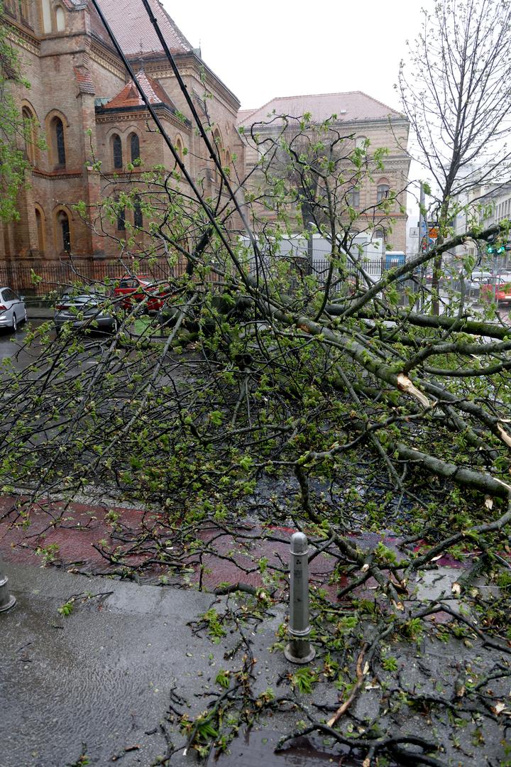 U središtu grada, na križanju Gundulićeve i Hebrangove ulice, srušeno je i stablo.

