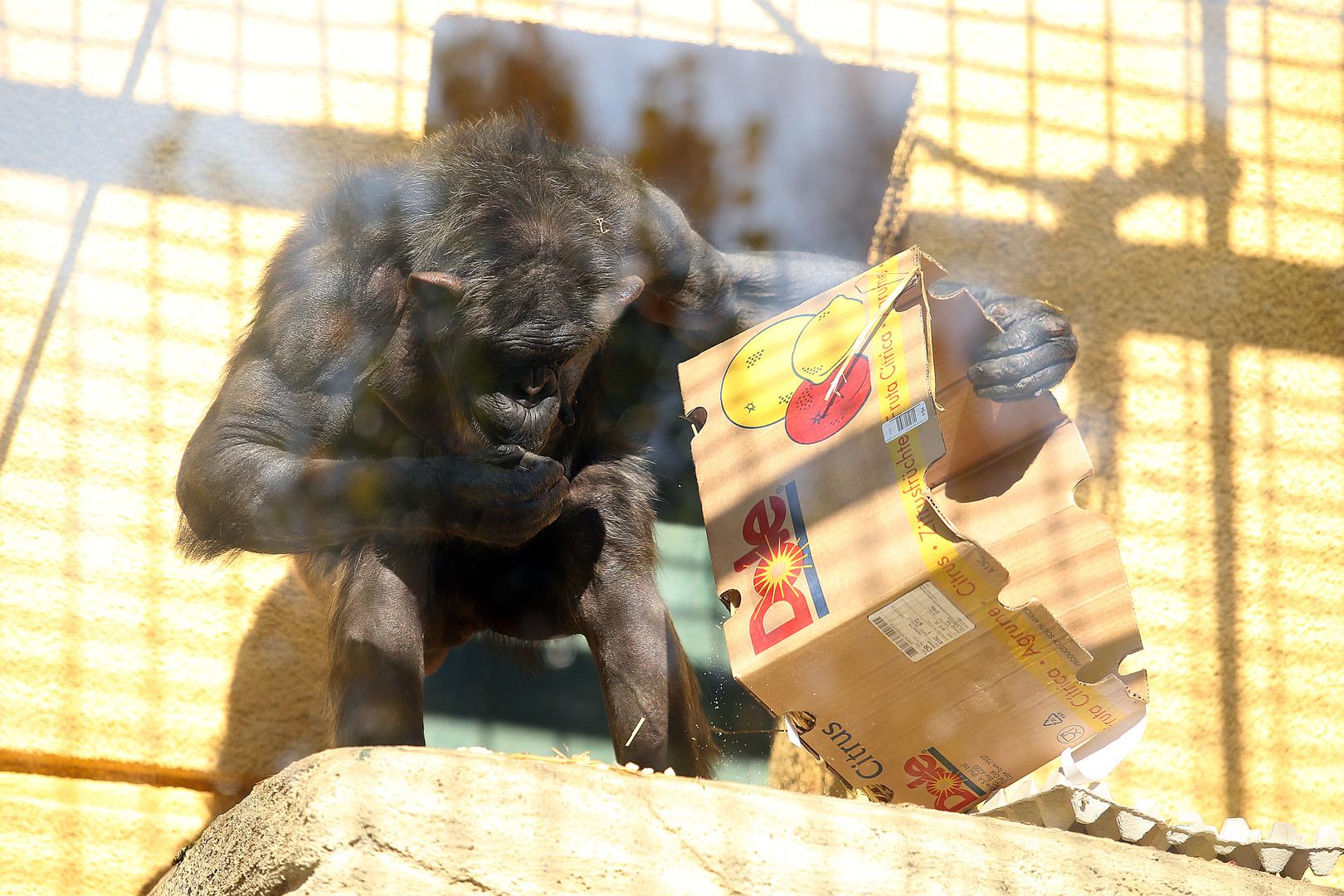 Rodio se u Zagrebu, a mama Suza i tata Deda pobrinuli su se da izraste u odvažnog mužjaka. 