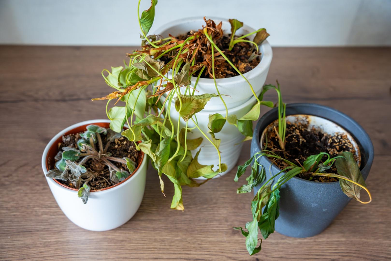 Osušene biljke: Suhe ili mrtve biljke, prema praznovjerju, ne bi trebalo držati na vidljivom mjestu ako želite dom pun pozitivne energije. Vjeruje se da 'mrtve' stvari u prostoru unose i 'mrtvu energiju' te narušavaju atmosferu u kući. Osim toga, u praktičnom smislu, uvenuli listovi i klonule stabljike ne čine dom ni ljepšim ni ugodnijim.