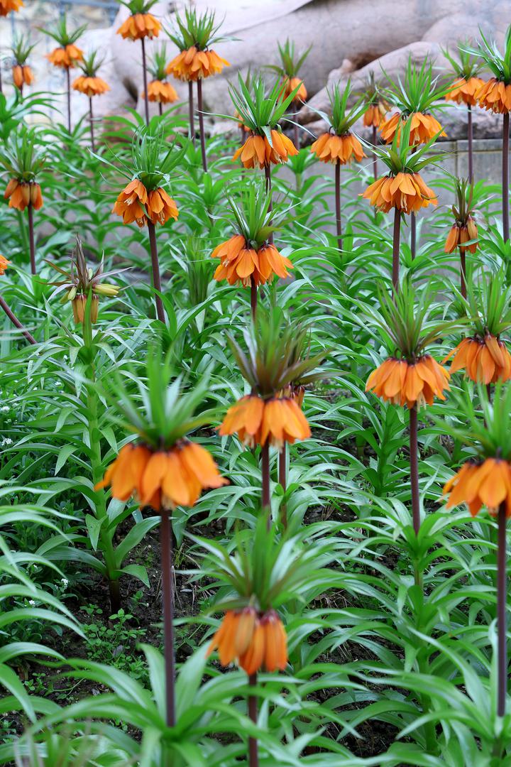 Svojim egzotičnim izgledom unosi dodatnu živost u povijesnu jezgru grada i postaje omiljena kulisa za fotografiranje.
