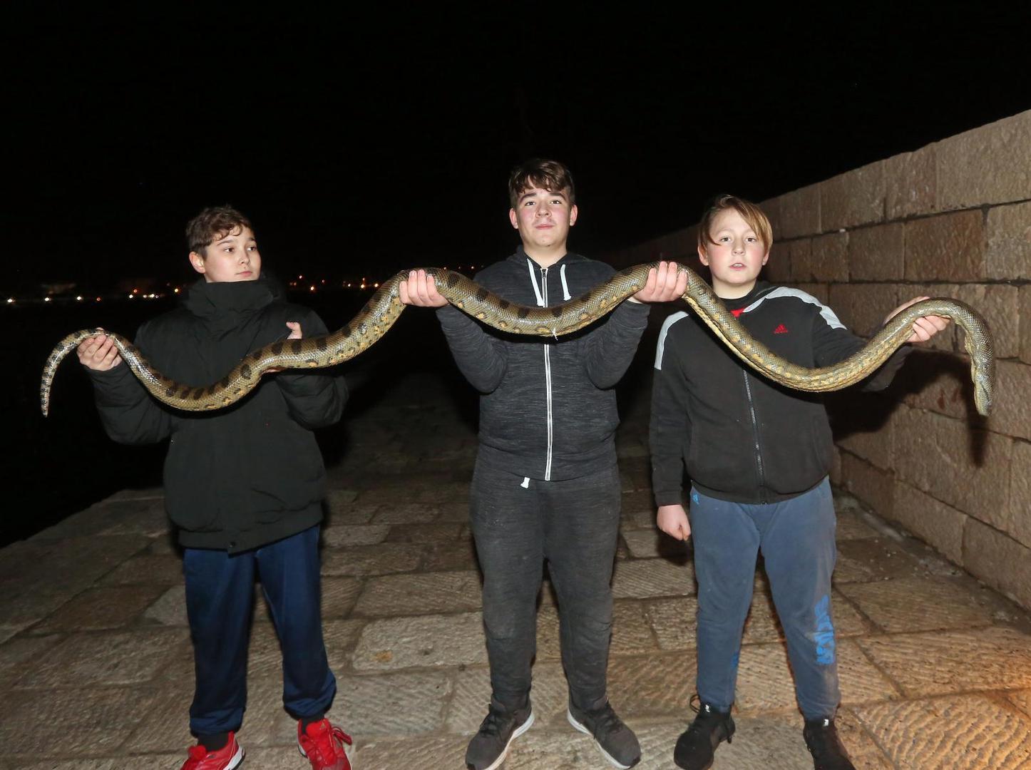 Trojica dječaka iz Vodica iz mora su izvadili mrtvu zmiju zelenu anakondu dugu više od 2,5 metara.