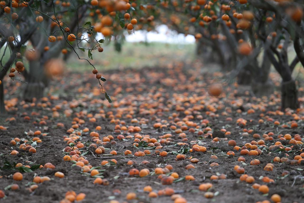 Opuzen: Zbog zime i leda potpuno uništeni nasadi mandarina