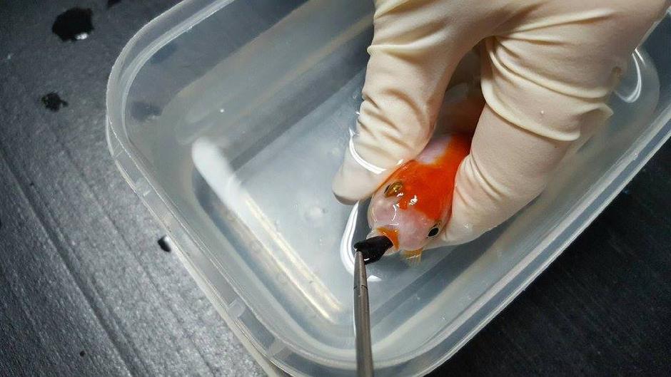 Zlatnoj ribici spašen je život