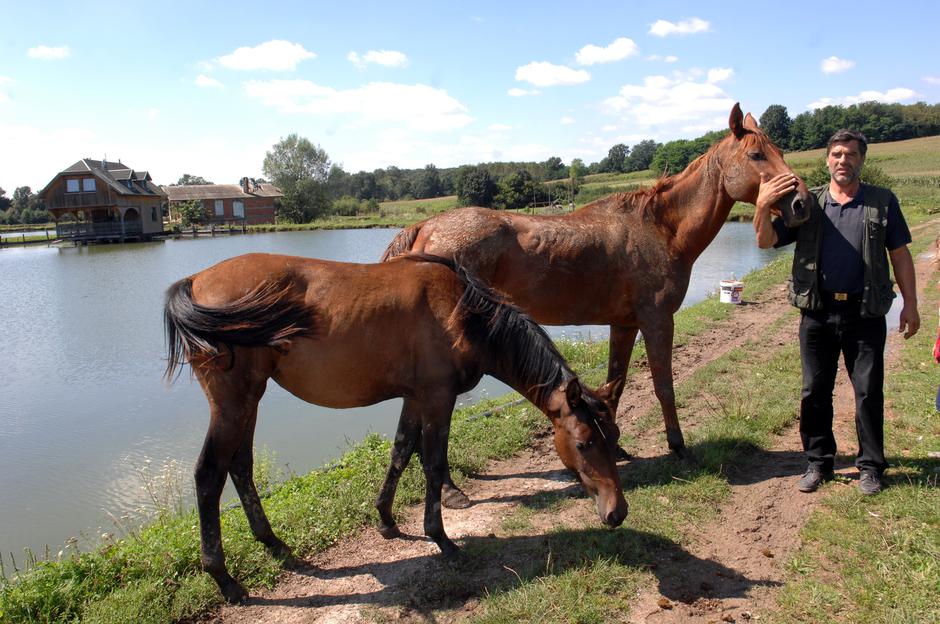 Vlado Vohralik i izbodeni konji