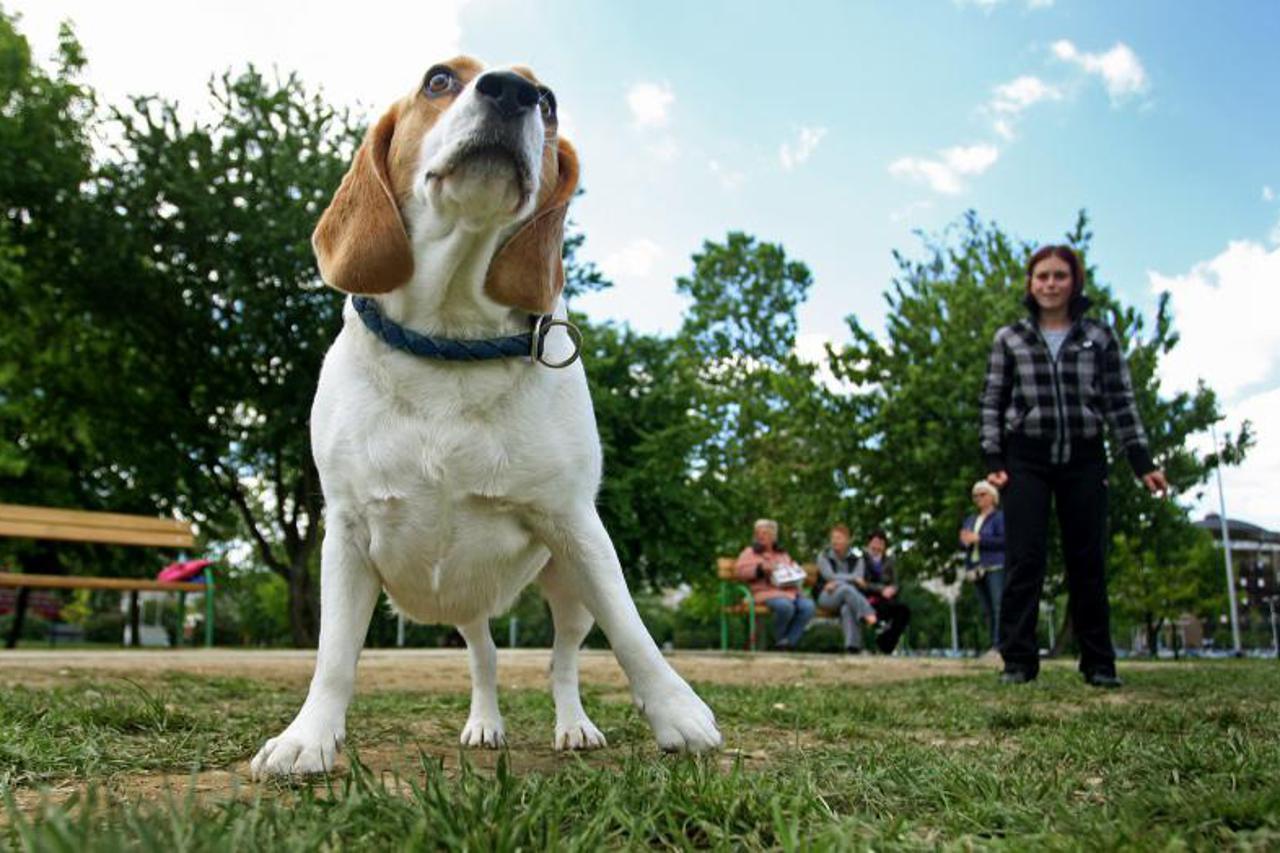park za pse (1)