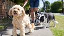 Is Your Dog Sniffing More This Spring? An Expert Explains Why