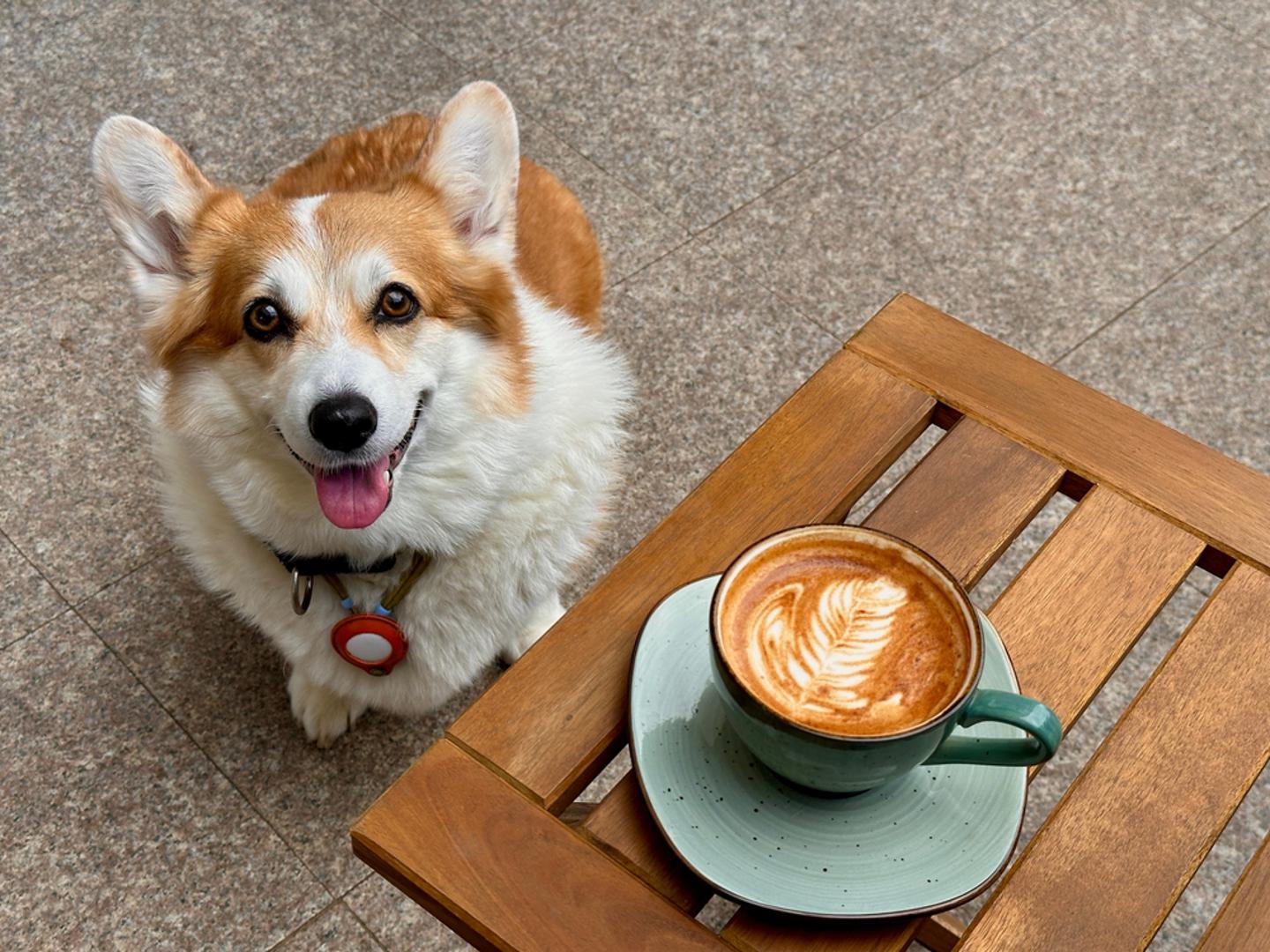 Kava i energetska pića: Kava, energetska pića i drugi proizvodi s kofeinom za pse su opasni iz istog razloga kao i čokolada, zbog spojeva koji mogu djelovati stimulirajuće i toksično. Posljedice mogu uključivati nemir, ubrzan rad srca, drhtanje, povraćanje i napadaje. Zato ni ostatak kave u šalici, ni proliveni energetski napitak na stolu nisu sitnica koju treba zanemariti. 