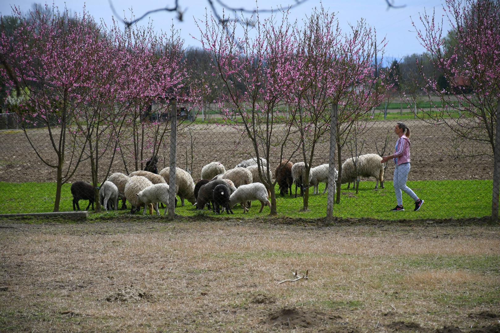 12.04.2021., Pitomaca - Turisticka patrola Vecernjeg lista. U okolici Pitomace brojne su turisticke destinacije. Zadnji panonski otok Kriznica. Restoran Dravska iza.
Photo:Damir Spehar/PIXSELL