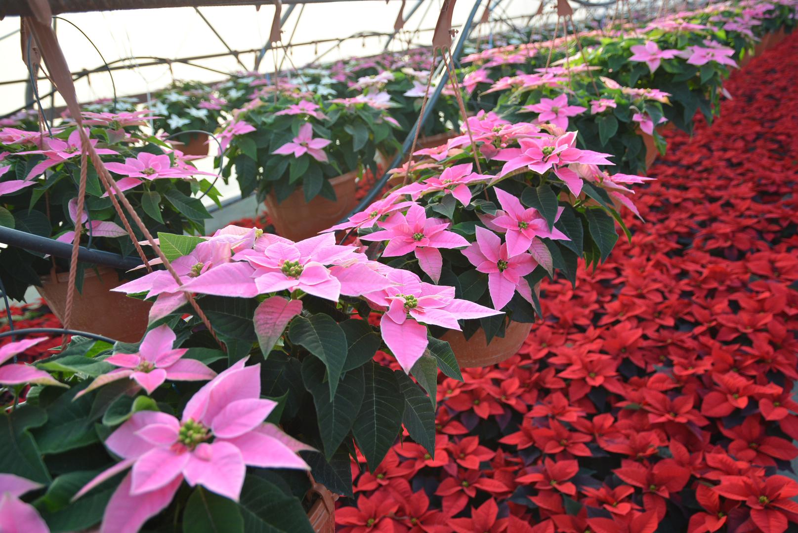 Ako izdanci rastu prebrzo, treba ih prikraćivati sve do kolovoza. Do listopada biljka se smije izlagati svjetlosti samo 10 sati dnevno, stoga se preko biljke stavlja tamno platno, posuda ili neki drugi tamni materijal koji ne propušta svjetlost.