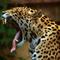 Avatar bk Jaguar