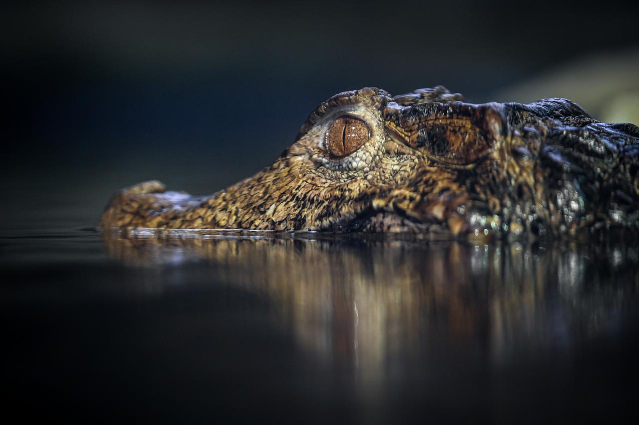 Stanari zagrebačkog Zoološkog vrta u zimskom razdoblju 