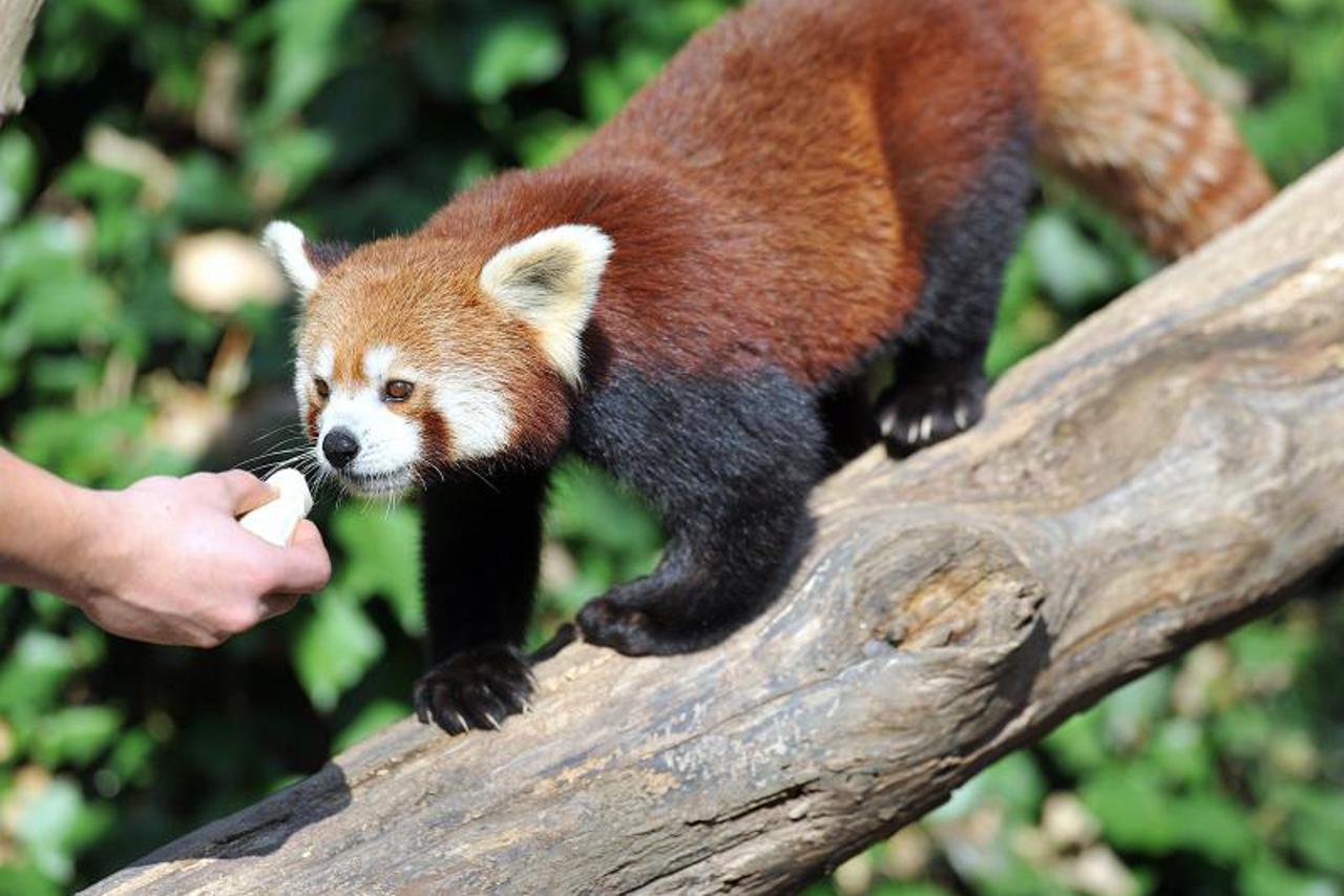 Crvena panda (1)