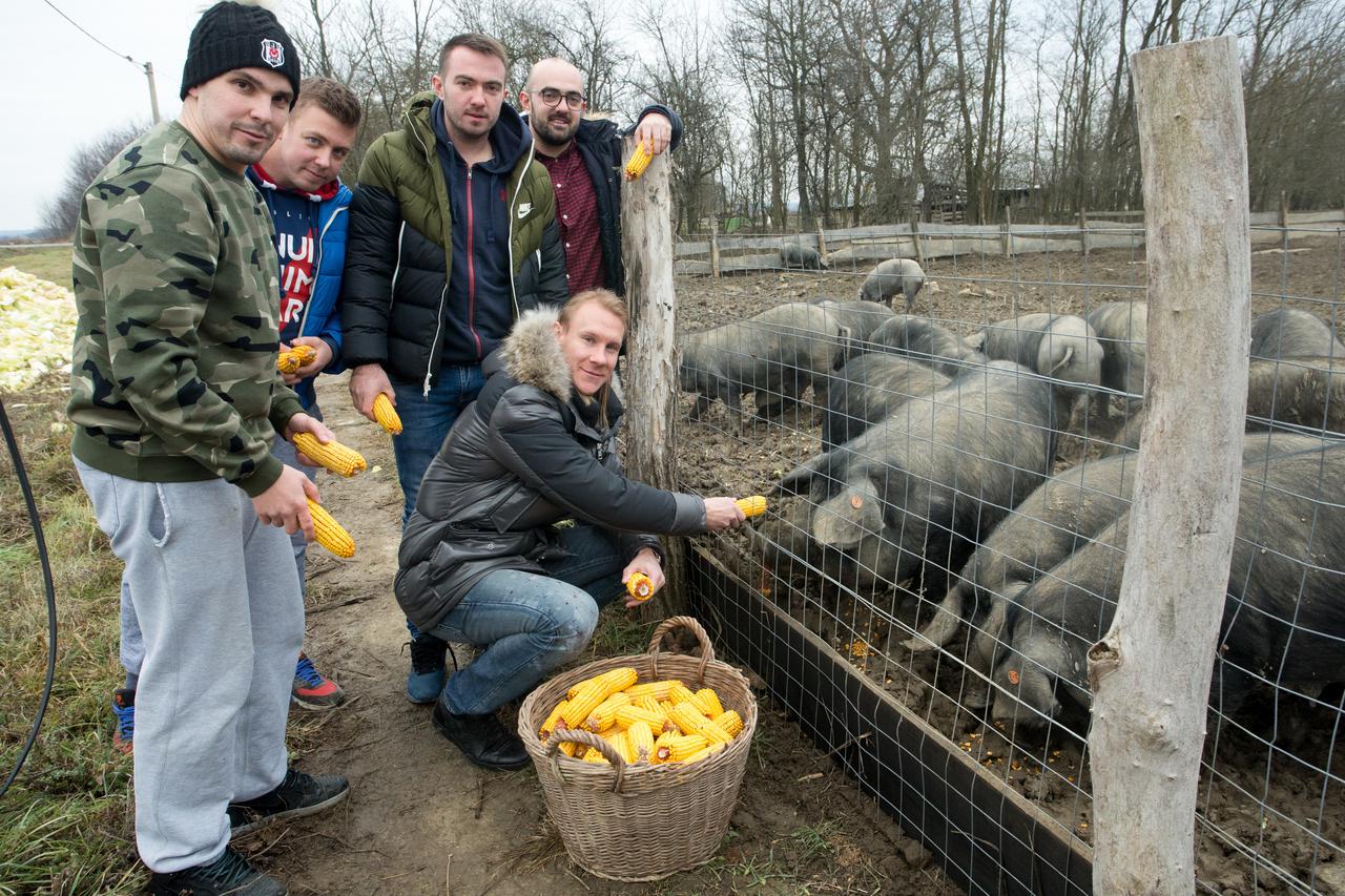 Donji Miholjac: Domagoj Vida s prijateljima ima farmu crnih svinja