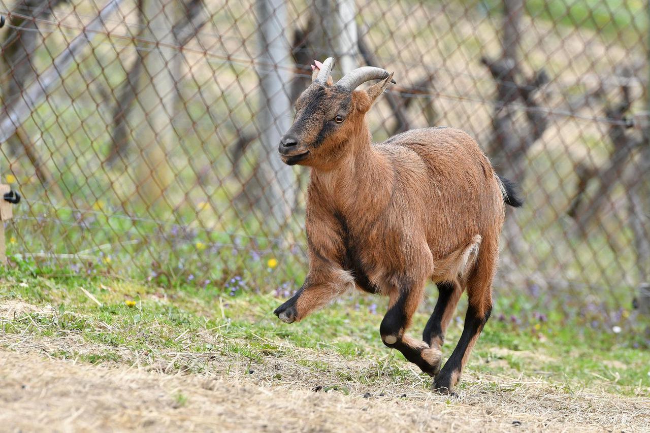 Tronogi jarac Vili i druge neželjene farmske životinje pronašle su novi dom kod Varaždina