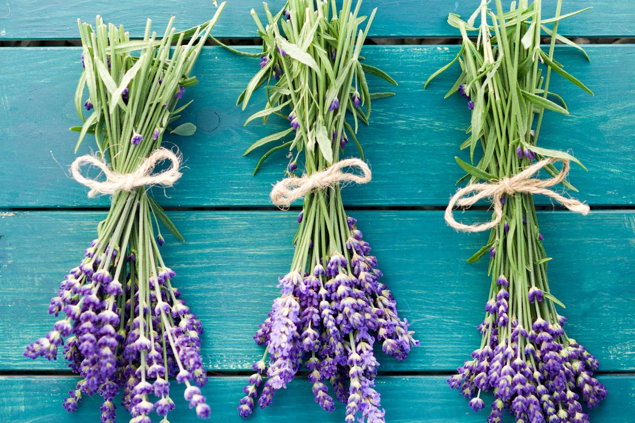Lavanda