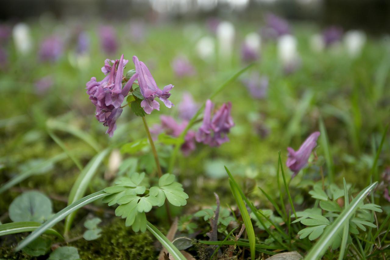 07.03.2016., Zagreb - Vjesnici proljeca u Botanickom vrtu.  Photo: Igor Kralj/PIXSELL