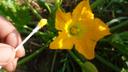 Zucchini not fruiting? Gardeners can boost yield with a 5-minute manual pollination trick