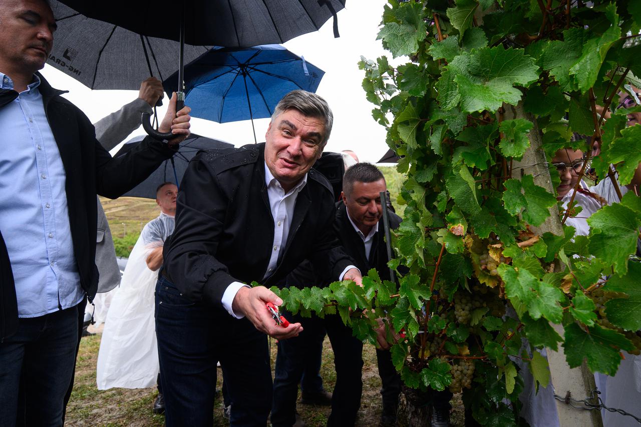 Jastrebarsko: Predsjednik Milanović sudjelovao u "Diplomatskoj berbi" u vinogradu obitelji Režek