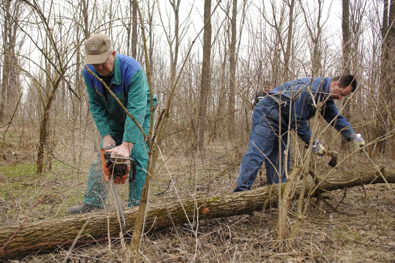 '02.02.2011., Gornji Hrascan- Sumarija razrijedjuje sumu i moze se doci, srusiti i odvesti za povoljnih 85 kuna po metru. Photo: Vjeran Zganec-Rogulja/PIXSELL'