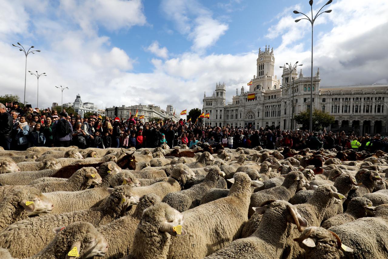 Ovce prošle Madridom