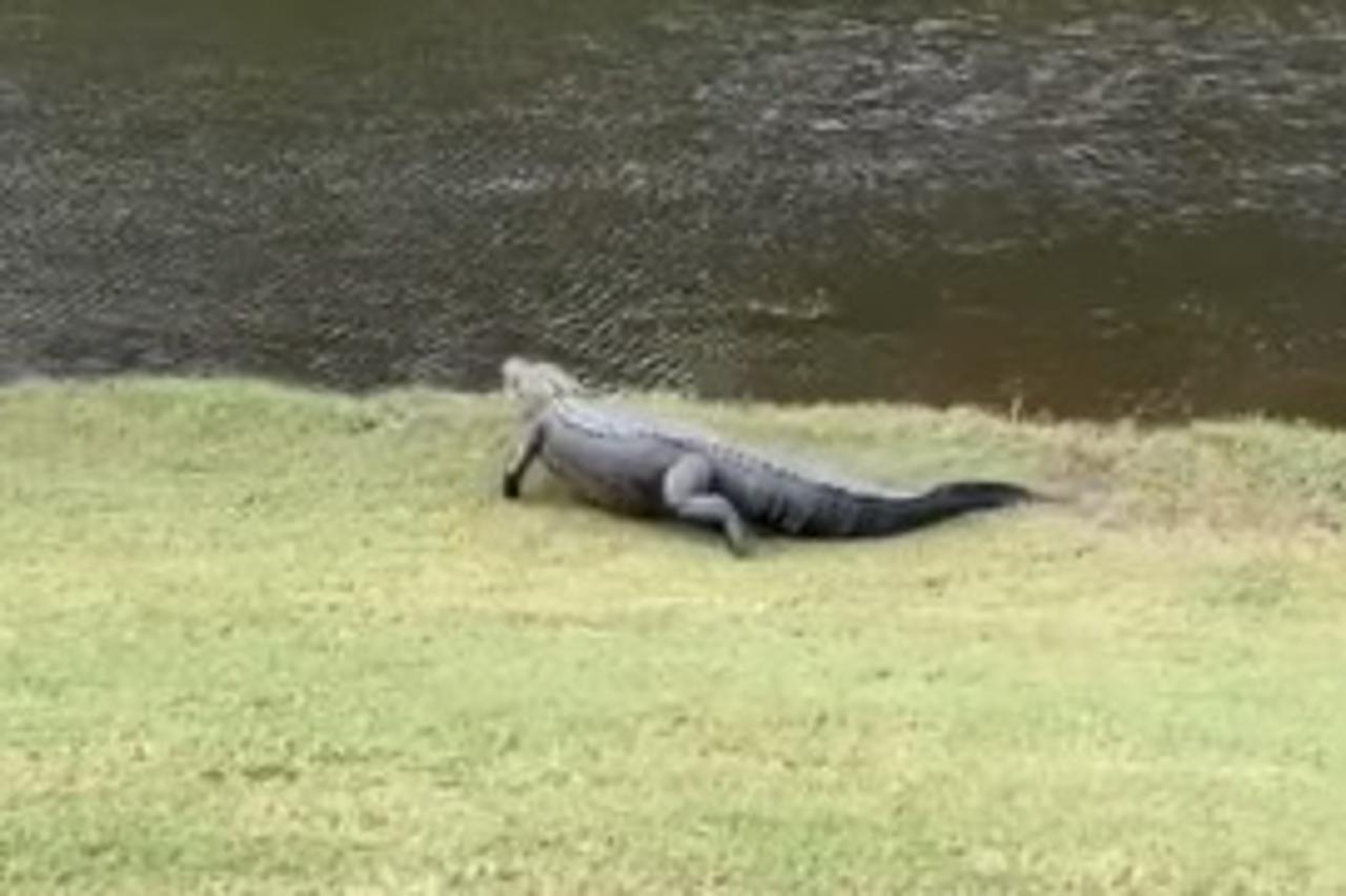 aligator