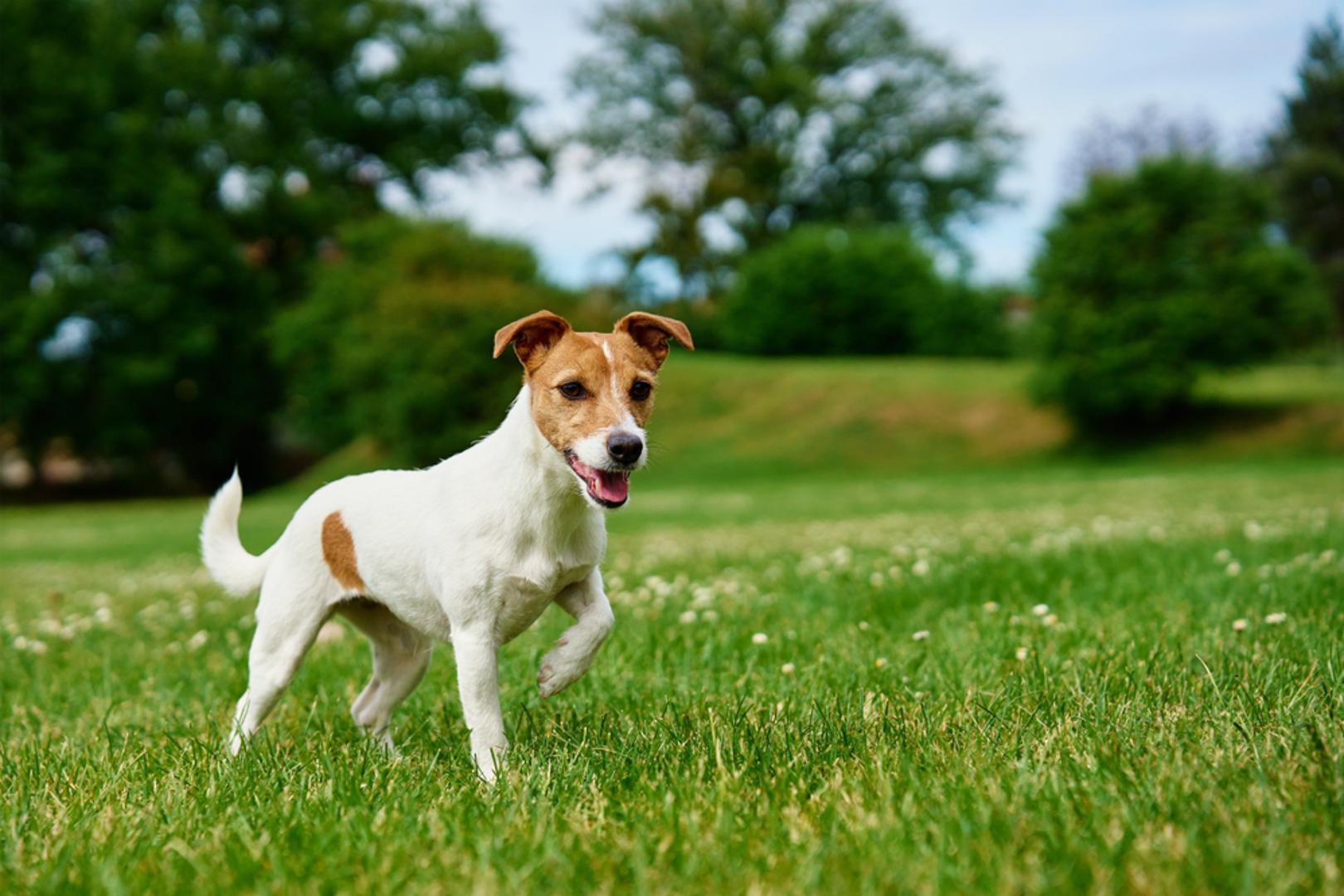 Terijeri: Jack Russell terijer, škotski terijer i bostonski terijer uzgajani su za lov na sitne životinje. Zbog toga imaju izražen lovački nagon, puno energije i veliku dozu upornosti. Kopanje, lajanje ili jurnjava za svakim pokretnim objektom dio su njihova prirodnog ponašanja. Takve navike teško je promijeniti, ali ih se može usmjeriti kroz igru, trening i dovoljno svakodnevnog kretanja. Kada imaju priliku potrošiti energiju, puno su smireniji i lakše surađuju s vlasnikom.