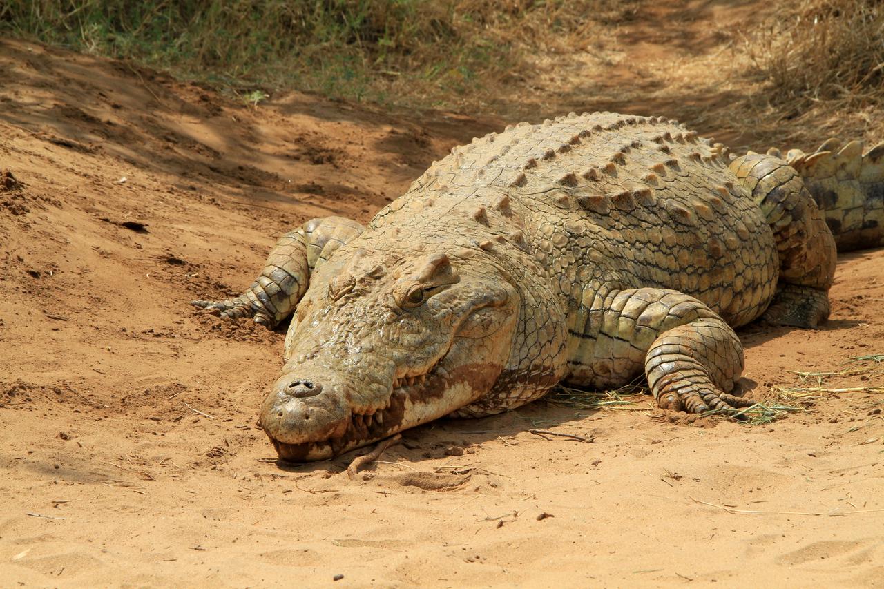 krokodil